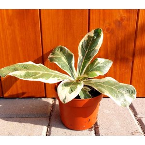 Fikus lýrovitý (Ficus lyrata) ‘VARIEGATA’ - výška 5-10 cm, kont. C1L